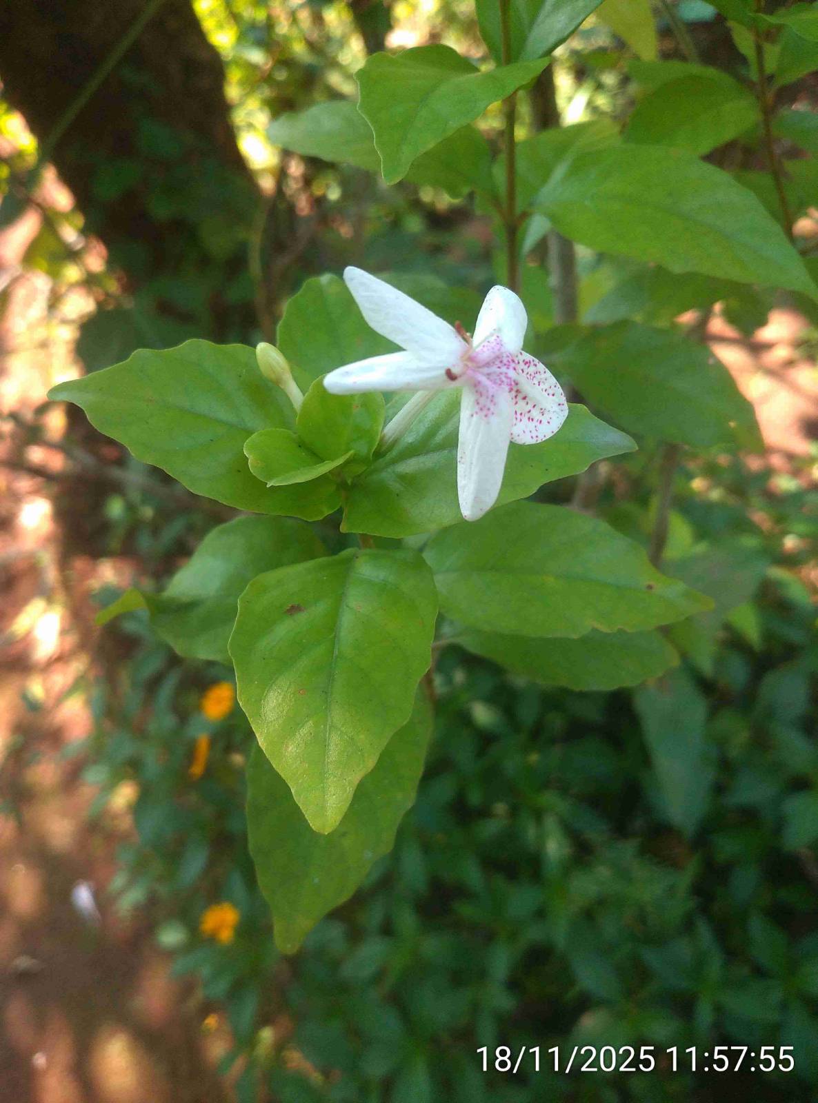 चित्तपर्णी